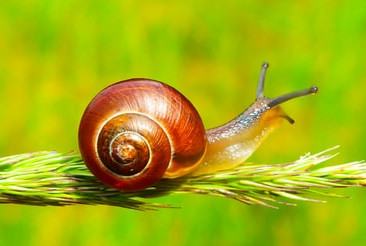 A snail is far smaller than a tiger